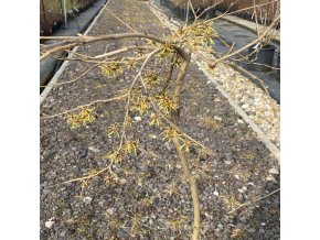 Hamamelis intermedia 'Pendula' - vilín prostřední