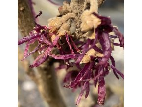 Hamamelis vernalis 'Amethyst' - vilín jarní