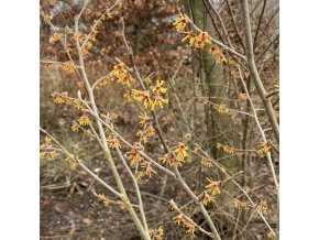 Hamamelis vernalis 'Sandra' - vilín jarní