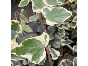 Hedera canariensis “Eda 1“ - břečťan
