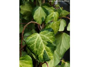 Hedera colchica 'Sulphur Heart' - břečťan kavkazský
