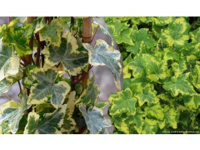 Hedera helix 'Golden Kolibri' - břečťan