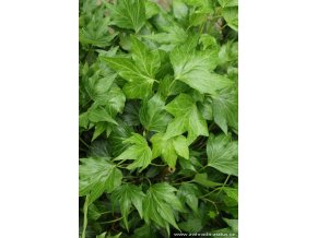 Hedera helix 'Green Ripple' - břečťan