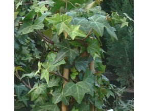 Hedera helix 'Pittsburg' - břečťan