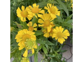 Helenium autumnale 'Helena Gold' - záplevák