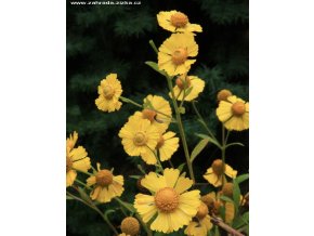 Helenium autumnale 'Helena Gold' - záplevák