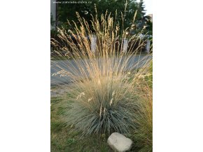 Helictotrichon sempervirens 'Saphirsprudel' - ovsíř