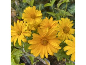 Heliopsis helianthoides var. scabra 'Sommersonne' - janeba drsná