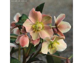 Helleborus hybr. 'HGC Merlin' - čemeřice