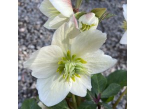 Helleborus hybr. 'HGC Snow Dance' - čemeřice