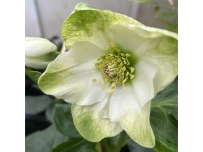 Helleborus hybr. 'HGC Winter Ballet Lisan' - čemeřice
