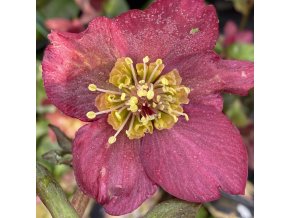 Helleborus hybr. 'Ice N´ Breaker Ruby' - čemeřice