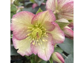 Helleborus hybr. 'Ice N´ Roses Purple Sunrise' - čemeřice