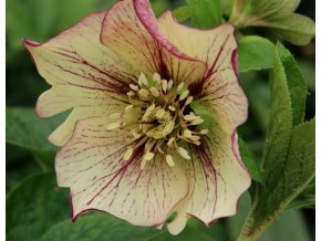 Helleborus hybr. 'SP Anja Oudolf' - čemeřice