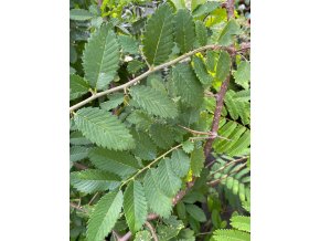 Hemiptelea davidii - plotovník Davidův