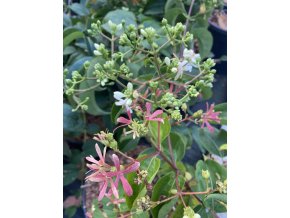 Heptacodium miconioides 'Minhep' TIANSHAN - heptakodium jasmínovité