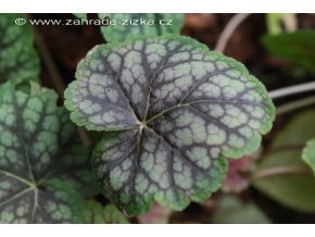Heuchera americana 'Dale's Strain' - dlužicha