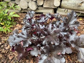 Heuchera hybrid 'Black Pearl' - dlužicha