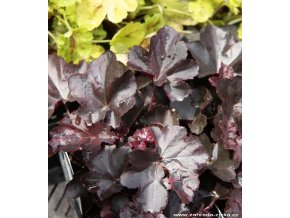 Heuchera hybrid 'Obsidian' - dlužicha