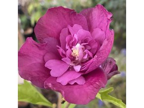 Hibiscus syriacus - ibišek venkovní/syrský