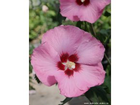 Hibiscus syriacus 'Aphrodite' - ibišek venkovní/syrský