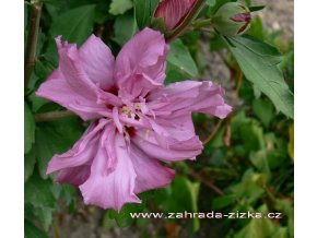 Hibiscus syriacus 'Ardens' - ibišek venkovní/syrský
