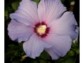 Hibiscus syriacus 'Blue Bird' - ibišek venkovní/syrský