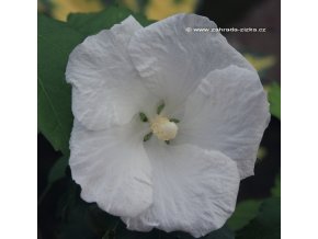 Hibiscus syriacus 'Diana' - ibišek venkovní/syrský