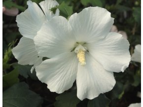 Hibiscus syriacus 'Eleonore' - ibišek venkovní/syrský