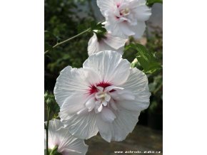 Hibiscus syriacus 'China Chiffon'® - ibišek venkovní/syrský