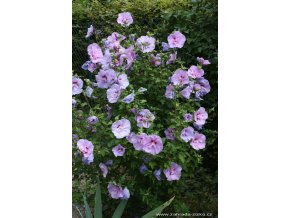 Hibiscus syriacus 'Lavender Chiffon' - ibišek venkovní/syrský