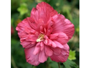 Hibiscus syriacus 'Magenta Chiffon' - ibišek venkovní/syrský