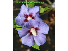 Hibiscus syriacus 'Marina' - ibišek venkovní/syrský