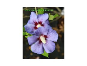 Hibiscus syriacus 'Marina' kmínek - ibišek venkovní/syrský