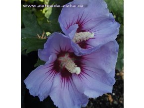 Hibiscus syriacus 'Oiseau Blue' - ibišek venkovní/syrský