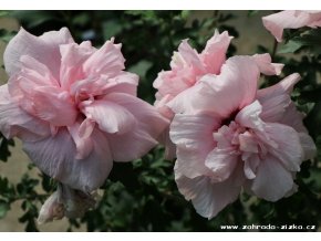 Hibiscus syriacus 'Pink Chiffon' - ibišek venkovní/syrský
