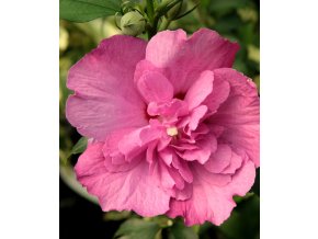 Hibiscus syriacus 'Purple Ruffles' - ibišek venkovní/syrský