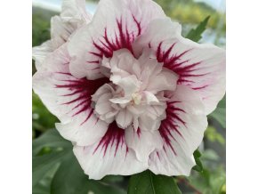 Hibiscus syriacus 'Starburst Chiffon'® - ibišek venkovní/syrský