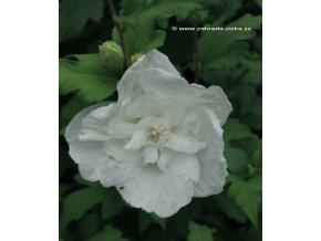 Hibiscus syriacus 'White Chiffon' - ibišek venkovní/syrský
