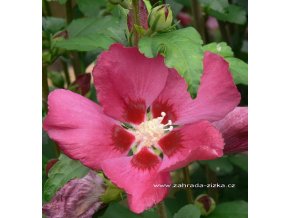 Hibiscus syriacus 'Woodbridge' - ibišek venkovní/syrský