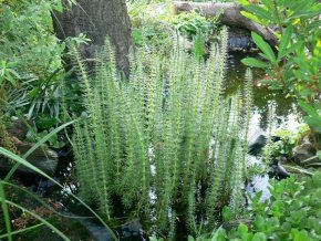 Hippuris vulgaris - prustka obecná