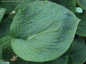 Hosta 'Big Daddy' - bohyška