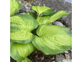 Hosta 'Cathedral Windows' - bohyška