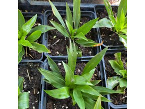 Hosta clausa var. Normalis - dlužicha