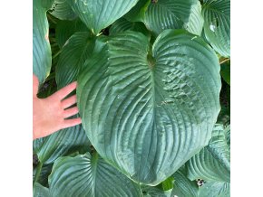 Hosta 'Empress Wu' ® - bohyška