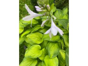 Hosta 'Guacamole' - bohyška