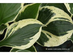 Hosta 'Independence' - bohyška