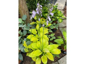 Hosta 'Ki Ren Jyaku' - bohyška