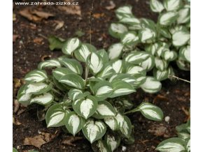 Hosta 'Pandora's Box' - bohyška