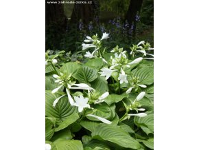 Hosta plantaginea var. grandiflora - bohyška